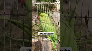 Ringneck parrot shorts ytshorts youtubeshorts shortfeed parrot parrotlover birds trending [upl. by Auqinaj]