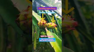 Dragon Fruit Flower Buds  Latest Update dragonfruitfarm shorts farming pitaya trending foryou [upl. by Zippora]