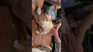 Video of adoptable pet named Pennye [upl. by Castro]