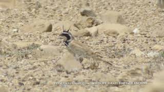 Temmincks Lark Eremophila bilopha  צחיחנית מדבר [upl. by Anna-Diane810]