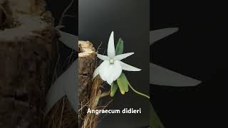 Angraecum didieri orchid angraecum [upl. by Everrs]