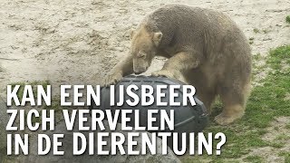 Kan een ijsbeer zich vervelen in de dierentuin  De Buitendienst over Wilde dieren [upl. by Assenay413]