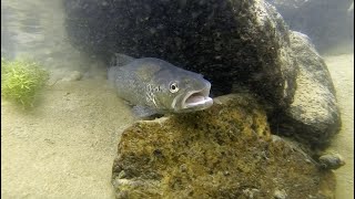 Corridoi blu – Il ripristino della biodiversità tra Ossola e Lago Maggiore  Progetto IdroLIFE [upl. by Caril377]