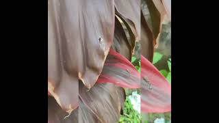 Cordyline Fruticosa Tree🌿 shortvideo shorts amazing naturevibes [upl. by Otsedom]