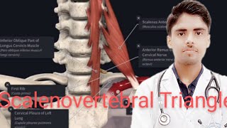 Scalenovertebral TriangleBoundaries of Scalenovertebral TriangleContent of Scalenovertebral Triang [upl. by Bergquist957]