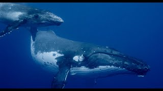 Paper 61d Whales Evolve from Placental Mammals Who Deserted the Land [upl. by Ttirb729]