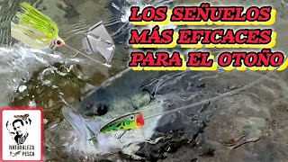 🤷‍♂️🐟 CÓMO PESCAR EL BLACK BASS EN ÉPOCA OTOÑAL DE MANERA EFICAZ USANDO LOS SEÑUELOS MAS APROPIADOS [upl. by Lindgren]