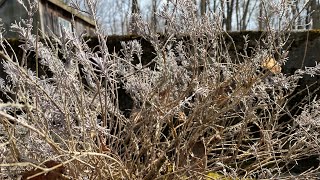 Pruning Lavender That Has Gone Woody [upl. by Aikcir626]