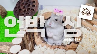 햄토피아 언박싱 햄테리어hamster interior [upl. by Aenel]