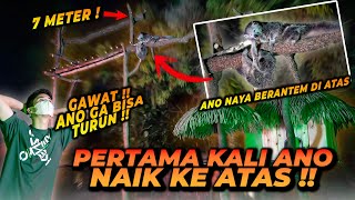 INI KARAKTER BINTURONG YANG SEBENARNYA  PEMBUKTIAN BAHWA MEREKA SATWA YANG AKTIF PADA MALAM HARI [upl. by Aicatsue]