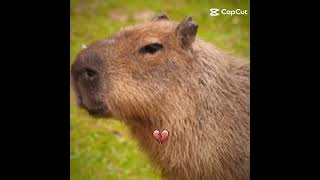 Carpinchocapibara tomando mate bastiangato 🥶🤫🧏 [upl. by Carlin]