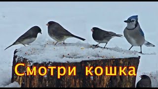 Голодные птицы Птицы для кошек [upl. by Poler367]