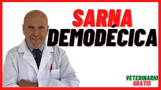 ✅¿ Que es la SARNA ROJA o DEMODÉCICA en los PERROS ✅ por DEMODEX canis ✅ Síntomas y Tratamiento [upl. by Novej198]