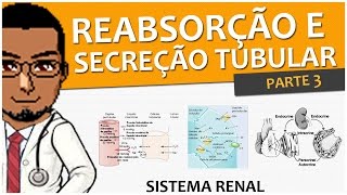 Sistema RenalUrinárioExcretor 09  Reabsorção e Secreção Tubular P3  ADH  Aldosterona [upl. by Kalinda984]