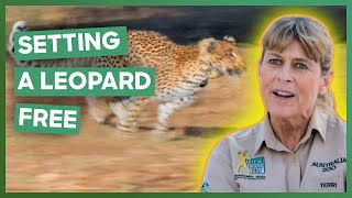 Terri Irwin Frees A Leopard Thats Spent Seven Years In Captivity  Crikey Its The Irwins [upl. by Thill]