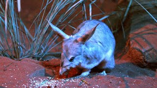 Scientific breakthrough helps protect bilby population [upl. by Joby]