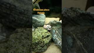 Bristlenose pleco pleco plecofish fishtank cichlids tropicalfish fishtok [upl. by Merrie]