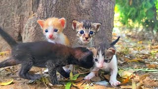 Homeless kittens crying out loud for Mother cat [upl. by Knute]