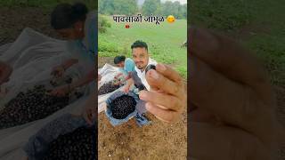 पावसाळी जांभूळ 😋 jambhul pavsala rainyseason kokan shorts saagujaan [upl. by Khorma583]