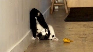 Somersaulting CAT [upl. by Matt586]