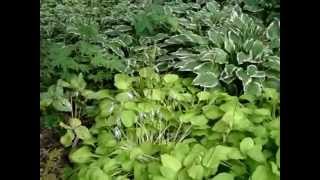 WISCONSIN SHADE GARDEN TOUR  WOODLAND [upl. by Nanni49]