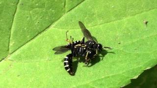 Squareheaded Wasps Crabronidae Ectemnius or Crabro Mating Behavior Part 1 of 2 [upl. by Aremmat840]