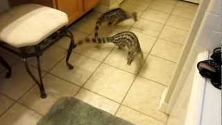 Pet Spotted Genets Khira and Casper Playing in the House [upl. by Martijn543]