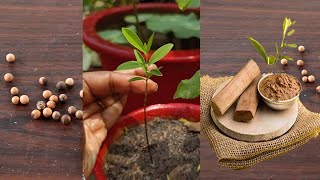 Grow Sandalwood from seed  Chandan का पौधा उगाएं बीजों से गमले में [upl. by Felecia]