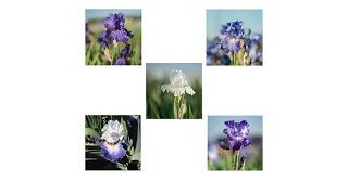 Moss Mountain Farm 5piece Reblooming Flag Collection [upl. by Seften331]