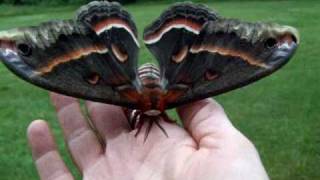 Releasing Cecropia Moths [upl. by Gillett]