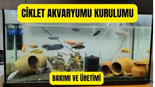 Ciklet Akvaryumu Kurulumu ve Bakımı  Yeni Başlayanlar İçin Detaylı Rehber [upl. by Nahtnamas462]