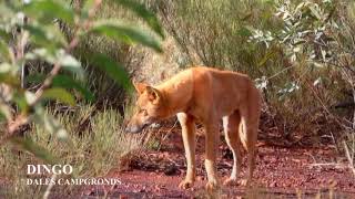 The Pilbara  Karijini Part 1 Dales Gorge [upl. by Neukam]