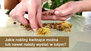 Co wysiać w lutymJakie rośliny kwitnące można lub nawet należy wysiać w lutym Luty wysiew kwiatów [upl. by Orsay]