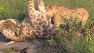 Lions of the Okavango Delta and Chobe National Park [upl. by Edin212]