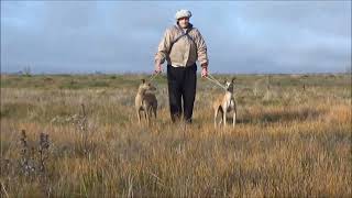 GALGOS Y LIEBRES EN CAMPO PERROS PERSIGUIENDO Y CAZANDO LIEBRES [upl. by Alica990]