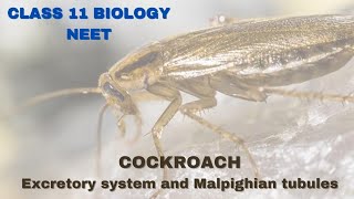 Excretory System of cockroach  Class 11 BiologyNEET [upl. by Hirsh]