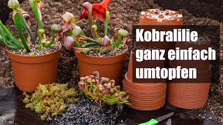 75 Darlingtonia californica umtopfen und vermehren so einfach wird´s gemacht [upl. by Atsilac]