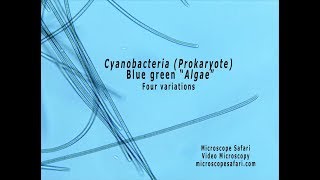 Cyanobacteria  Blue green quotAlgaequot [upl. by Noryb]