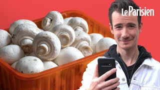 Pourquoi les champignons de Paris viennentils de Pologne [upl. by Marrissa823]