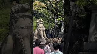 Kiyomizudera Temple Kyoto Japan flowers [upl. by Skiba]