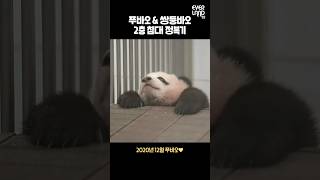 국가대표 장꾸 푸바오와 루이amp후이 침대 정복기│Panda Babypanda Fubao Twins [upl. by Box358]