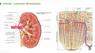 Allgemeine Histologie I Epithelien Gemeinsame Merkmale  Polarität I Prof Dr med Wirth [upl. by Nosnevets323]