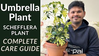 Umbrella Plant Complete Care Guide  Schefflera plant Care Tips [upl. by Nayt]