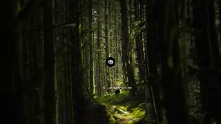 Forest 4k • Nature Cinematic film forest4k naturelovers darkforest [upl. by Isabelle795]