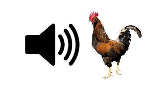 Rooster  Sound Effect  ProSounds [upl. by Ahsiele448]