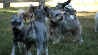 Miniature Schnauzer Howling Party [upl. by Antonella]