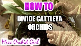 How to divide a Cattleya Orchid [upl. by Yerahcaz]