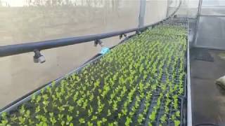 Using an automated misting system in the Bale Verde Rooftop greenhouse  Greengold Farms [upl. by Aicittel]