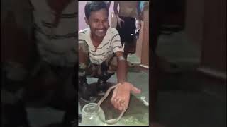 Common Wolf Snake 🐍 Rescue  Non Venomous Non Poisonous [upl. by Attelrak]