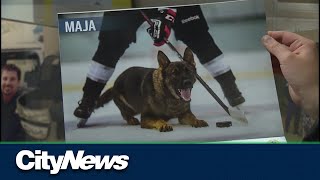 Canine calendar Laval police raise funds for headtrauma victims [upl. by Nosirrag666]